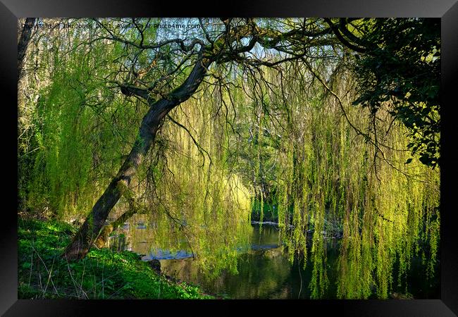 Weeping Willow on the River Blyth Framed Print by Jim Jones