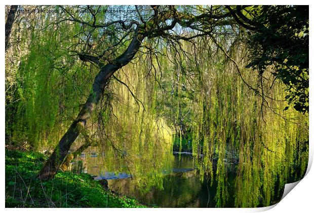Weeping Willow on the River Blyth Print by Jim Jones
