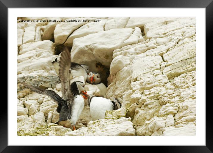 A FLAPPING PUFFIN Framed Mounted Print by andrew saxton