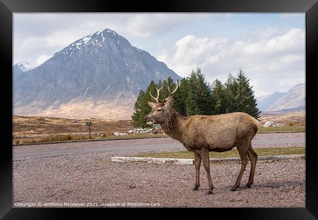 A posing deer and The Buachaille, Glencoe Scotland Framed Print by Anthony McGeever
