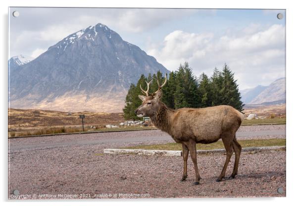 A posing deer and The Buachaille, Glencoe Scotland Acrylic by Anthony McGeever