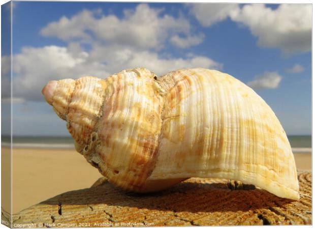 Conch Shell  Canvas Print by Mark Campion