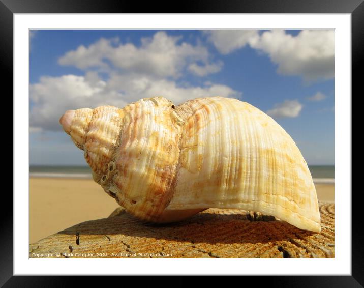 Conch Shell  Framed Mounted Print by Mark Campion