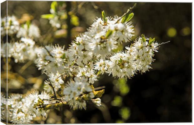 Sloe or Blackthorn Blossom in April  Canvas Print by Nick Jenkins