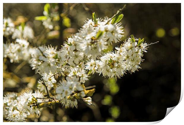 Sloe or Blackthorn Blossom in April  Print by Nick Jenkins