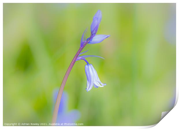 Bluebell soft focus Print by Adrian Rowley
