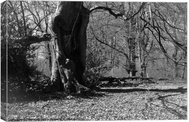 Savernake forest in black and white Canvas Print by Ollie Hully