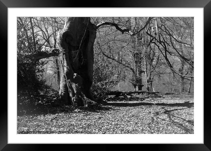 Savernake forest in black and white Framed Mounted Print by Ollie Hully