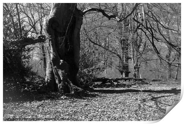 Savernake forest in black and white Print by Ollie Hully