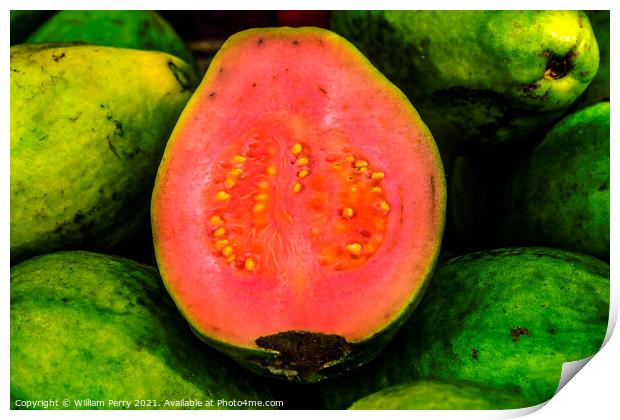 Green Pink Ruby Supreme Guavas Florida Print by William Perry