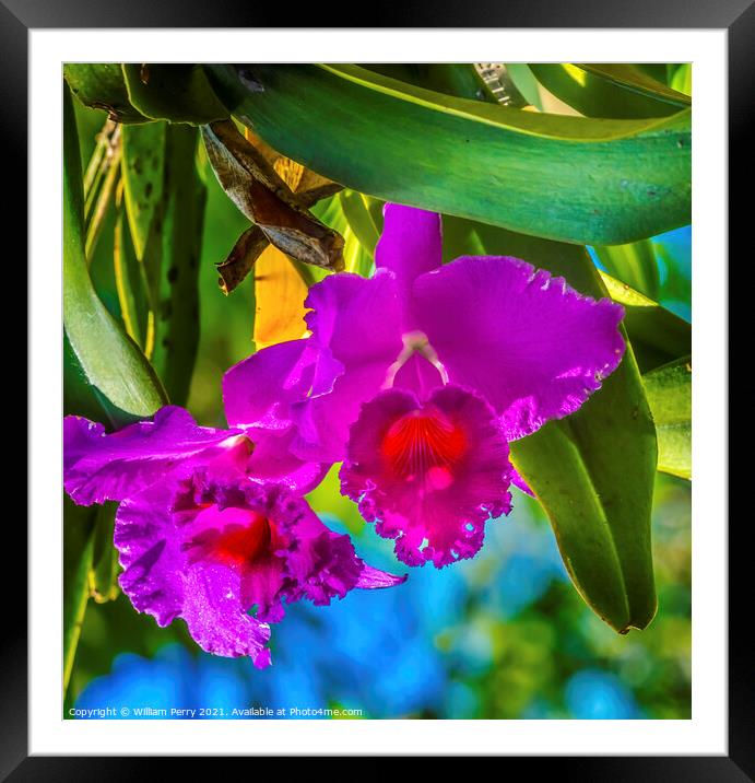 Purple Pink Cattleya Orchids Flowers Florida Framed Mounted Print by William Perry