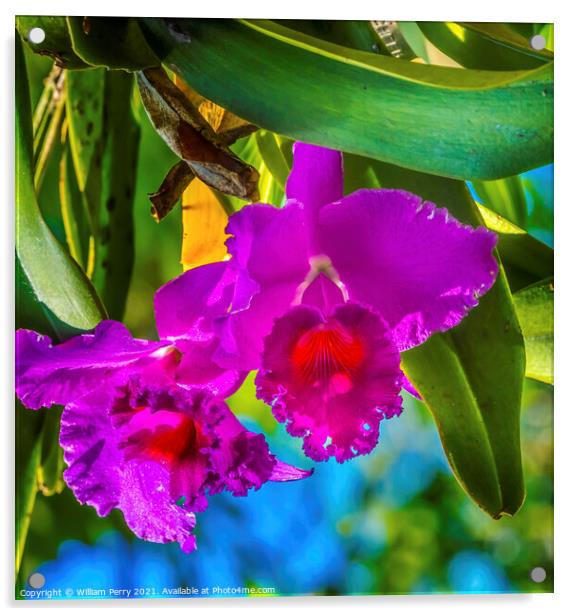 Purple Pink Cattleya Orchids Flowers Florida Acrylic by William Perry