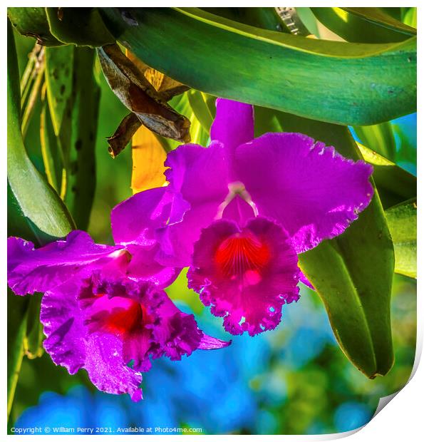 Purple Pink Cattleya Orchids Flowers Florida Print by William Perry
