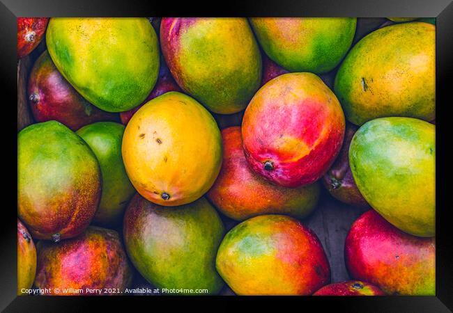 Yellow Red Orange Green Mangos Florida Framed Print by William Perry