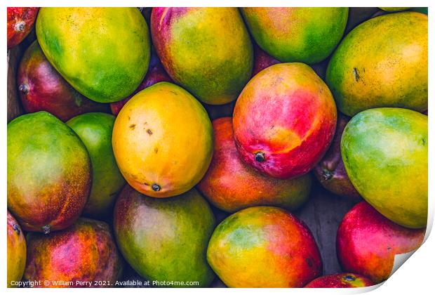 Yellow Red Orange Green Mangos Florida Print by William Perry