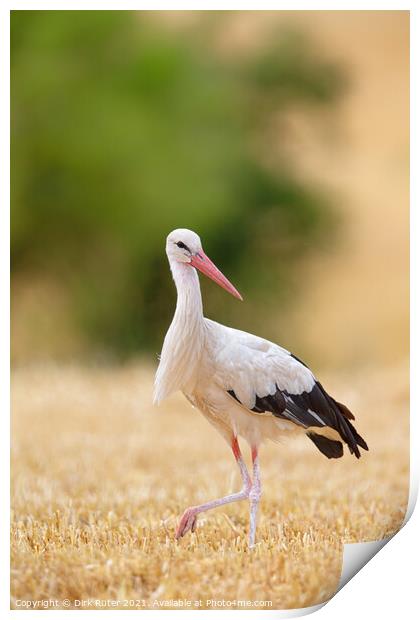 White Stork (Ciconia ciconia) Print by Dirk Rüter