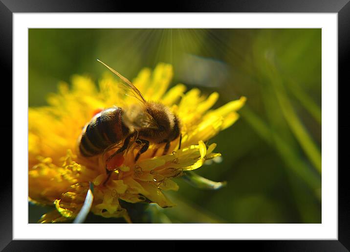 Honey Bee Framed Mounted Print by Ollie Hully
