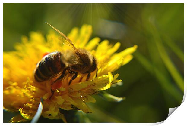 Honey Bee Print by Ollie Hully