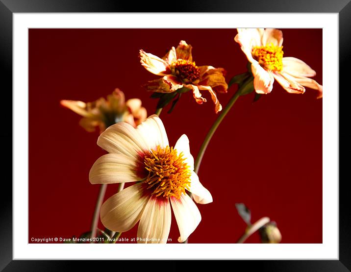 Pale Flowers in Morning Sunlight Framed Mounted Print by Dave Menzies