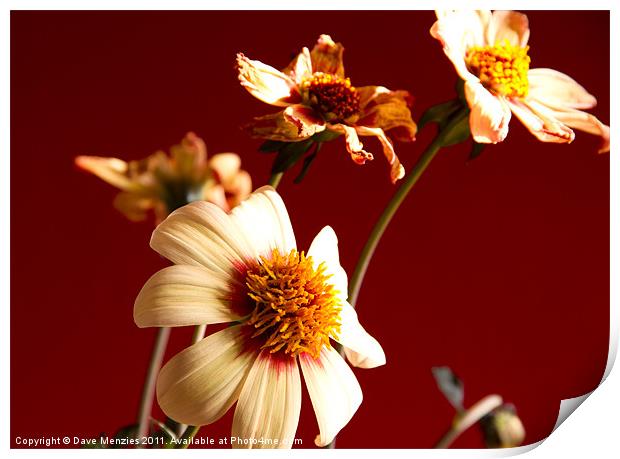 Pale Flowers in Morning Sunlight Print by Dave Menzies