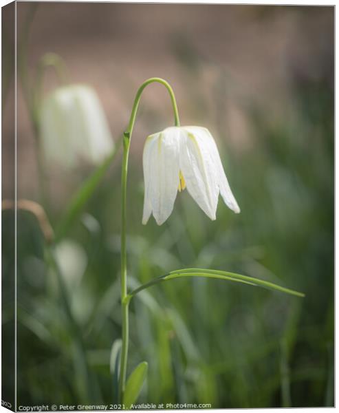 Wild White Meadow Fritillaries Canvas Print by Peter Greenway