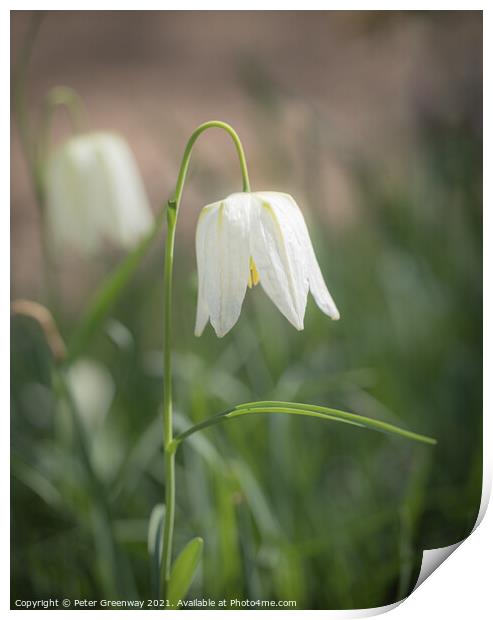 Wild White Meadow Fritillaries Print by Peter Greenway