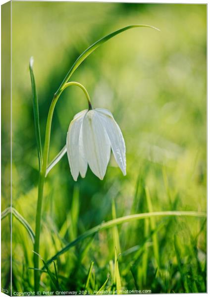Wild White Meadow Fritillaries Canvas Print by Peter Greenway