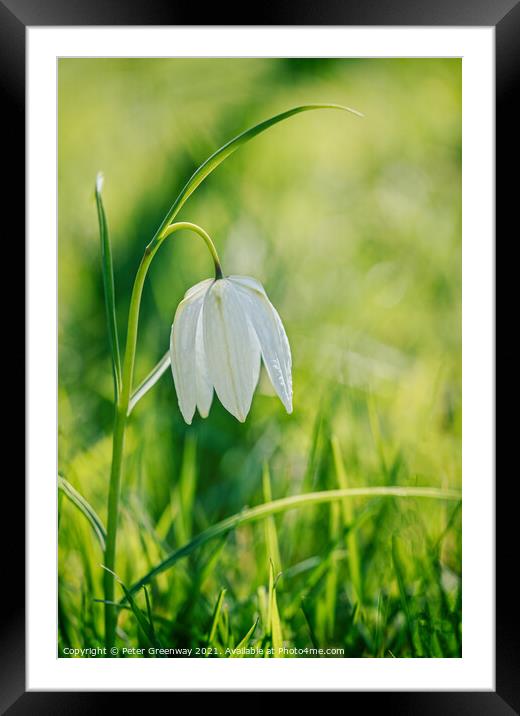 Wild White Meadow Fritillaries Framed Mounted Print by Peter Greenway