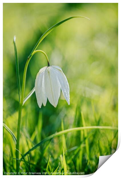 Wild White Meadow Fritillaries Print by Peter Greenway