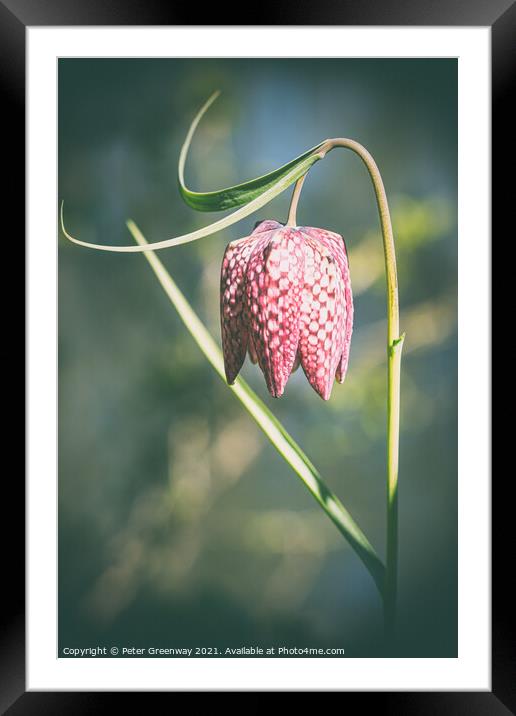 Wild purple chequered Fritillary Framed Mounted Print by Peter Greenway