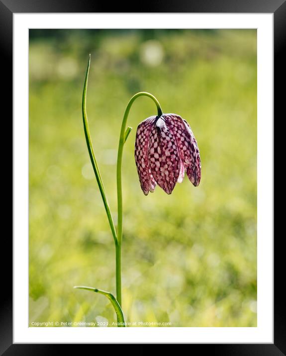 Wild purple chequered Fritillary Framed Mounted Print by Peter Greenway