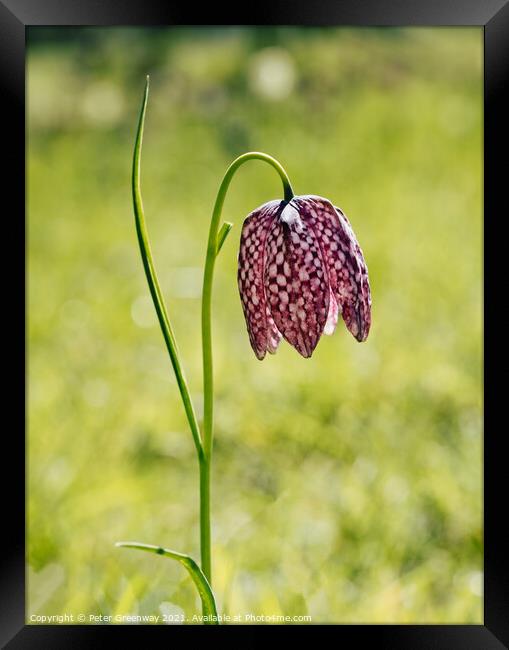 Wild purple chequered Fritillary Framed Print by Peter Greenway