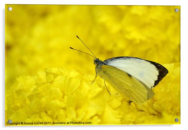 Cabbage White.. Acrylic by Donna Collett