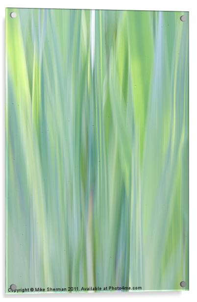 Reeds Acrylic by Mike Sherman Photog