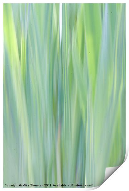 Reeds Print by Mike Sherman Photog