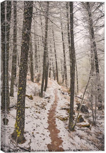 Winter Hiking Trekking trail in winter Canvas Print by Shawna and Damien Richard