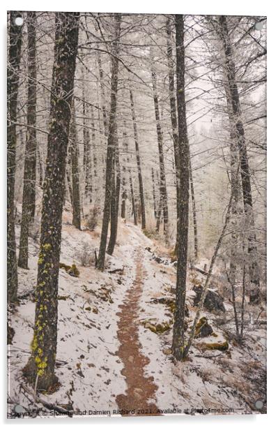 Winter Hiking Trekking trail in winter Acrylic by Shawna and Damien Richard