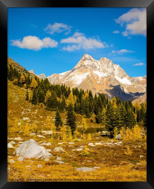 Fall Larch Mountain Landscape Framed Print by Shawna and Damien Richard