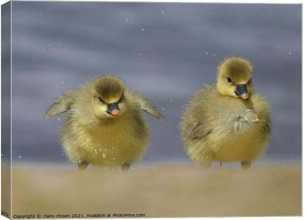 Cheeky Little Goslings  Canvas Print by claire chown