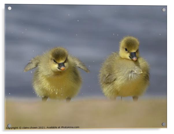 Cheeky Little Goslings  Acrylic by claire chown