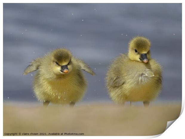 Cheeky Little Goslings  Print by claire chown