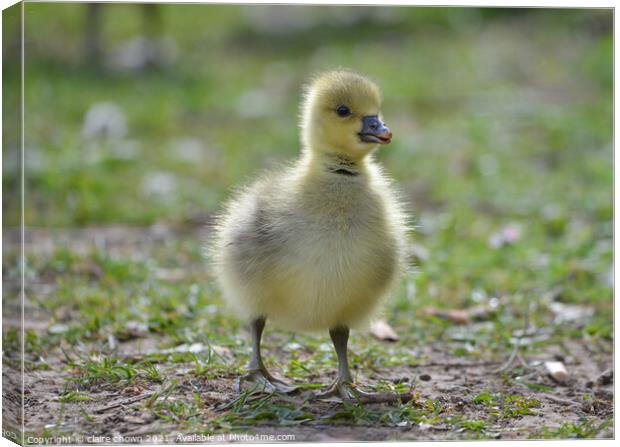 Fluffy greylag gosling  Canvas Print by claire chown