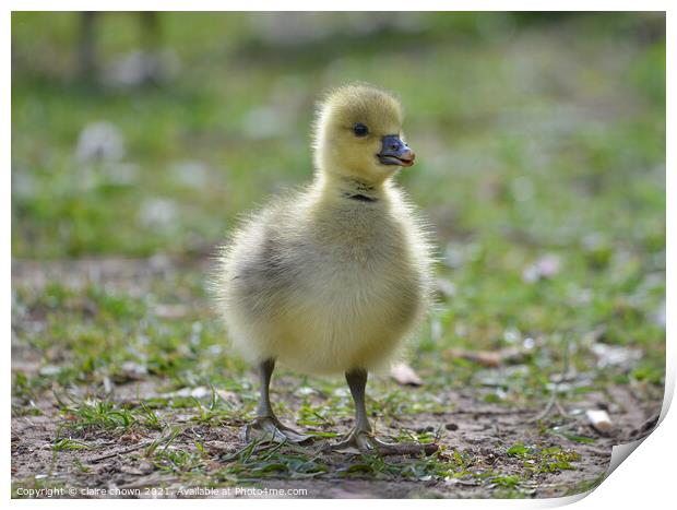 Fluffy greylag gosling  Print by claire chown