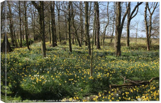 Daffodil wood. Canvas Print by Andrew Bell