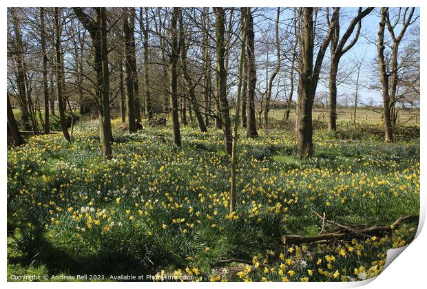 Daffodil wood. Print by Andrew Bell
