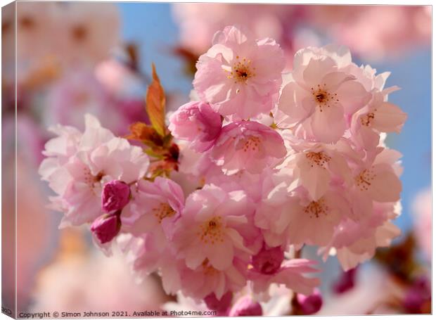 Cherry Blossom Canvas Print by Simon Johnson