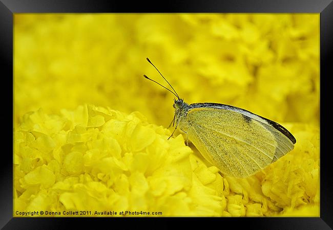 Cabbage white Butterfly Framed Print by Donna Collett