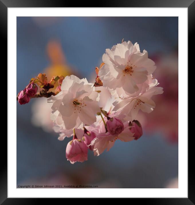 sunlit Spring Blossom Framed Mounted Print by Simon Johnson
