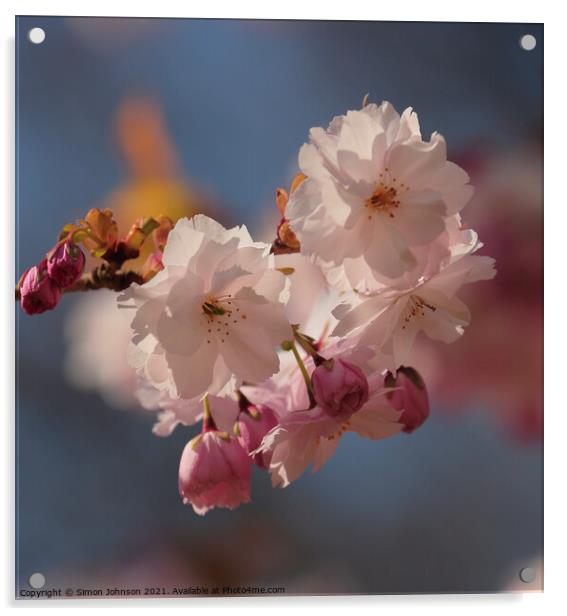 sunlit Spring Blossom Acrylic by Simon Johnson