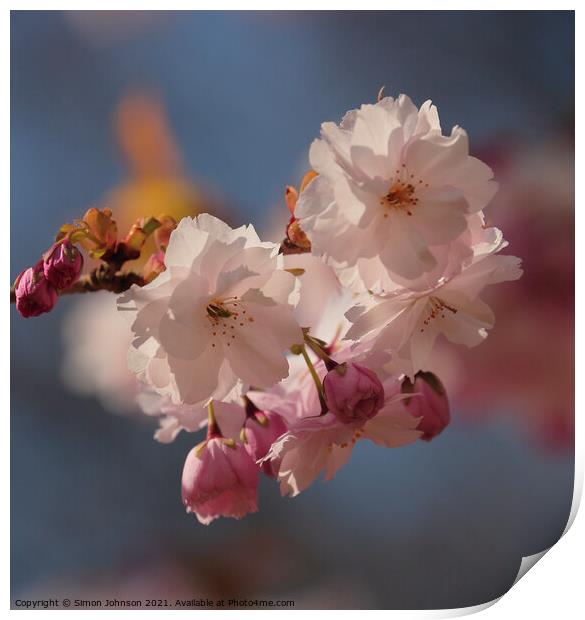 sunlit Spring Blossom Print by Simon Johnson